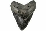 Robust, Fossil Megalodon Tooth - South Carolina #197876-1